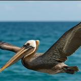 Pelican Auto Rentals, LLC.