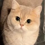 FluffyAuto