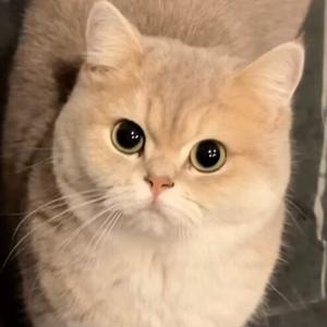 FluffyAuto