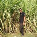 Vedsar