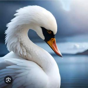 Black Swan