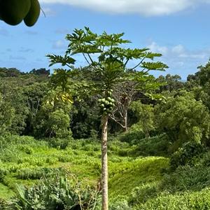Best Turo on kauai