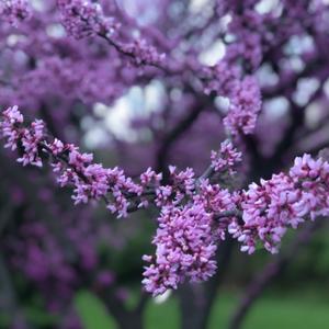 Emran