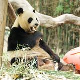 Mansheng