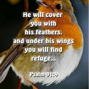 Robin