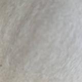 Felix
