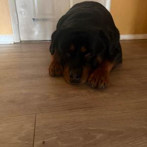 Samantha
