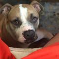 Candice