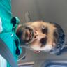 Sumit