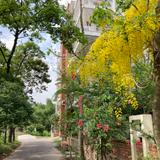 Biplab