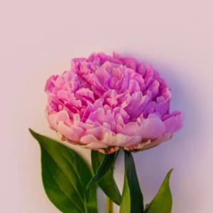 Dalia