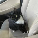 Hasan