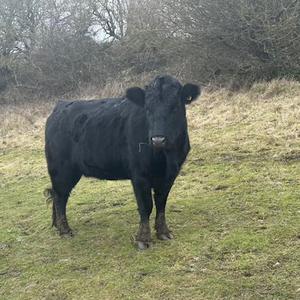 Bran