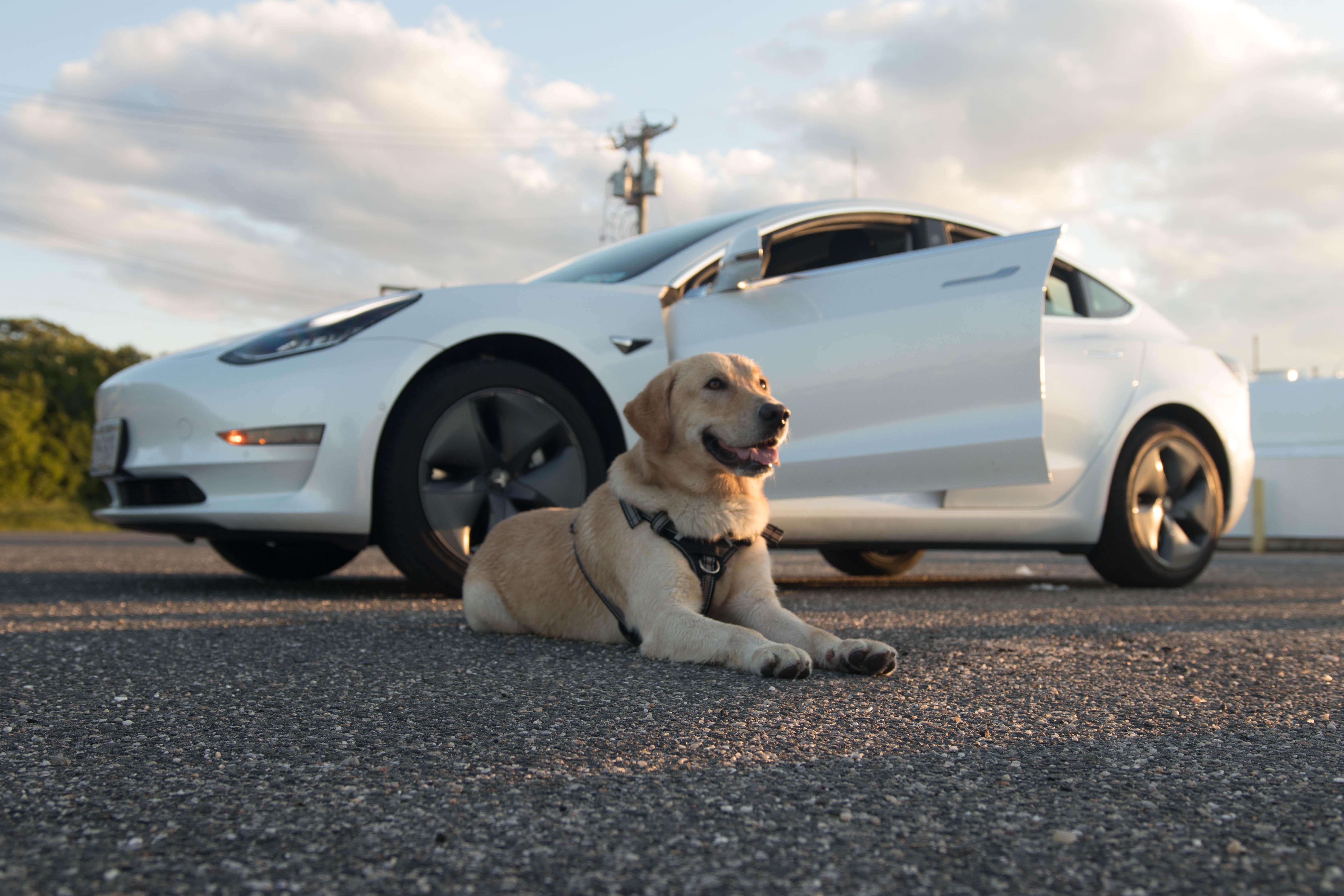 Tesla Model 3 2019 in 