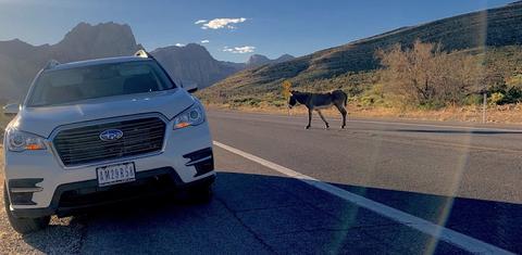 Subaru Ascent 2019