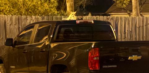 Chevrolet Colorado 2020